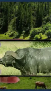 Mega Zoom Camera - 200x скриншот 1