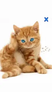 Talking, Dancing Cat. скриншот 2