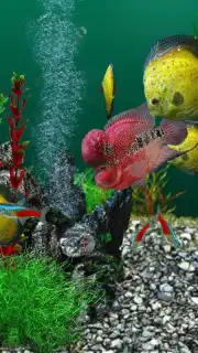 AquaLife 3D скриншот 5