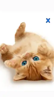 Talking, Dancing Cat. скриншот 6