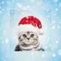 Christmas Pho.to Frames